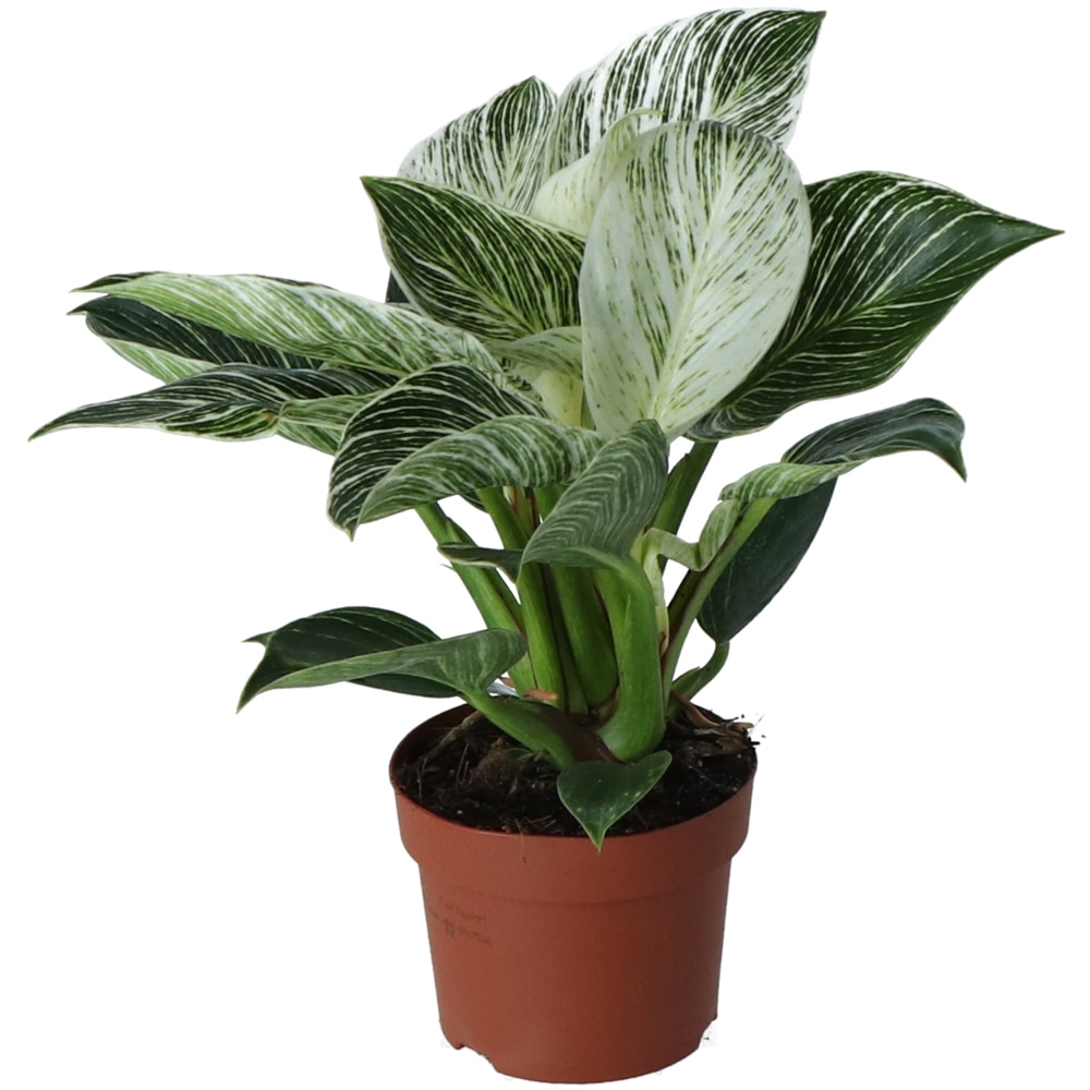 Planta Philodendron White Wave, D12 cm, H30 cm