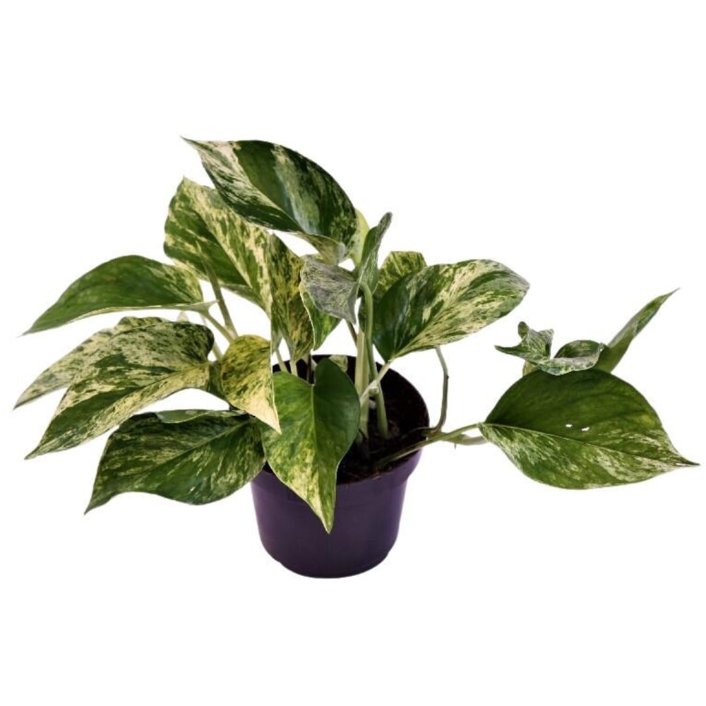 Epipremnum Marble Queen, H 35 cm