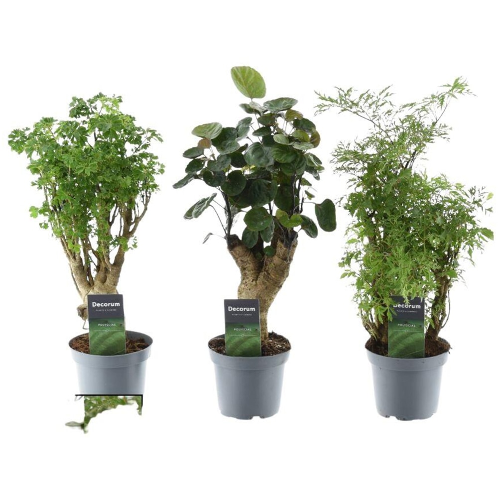 Mix Planta Polyscias, D12 cm, H40 cm