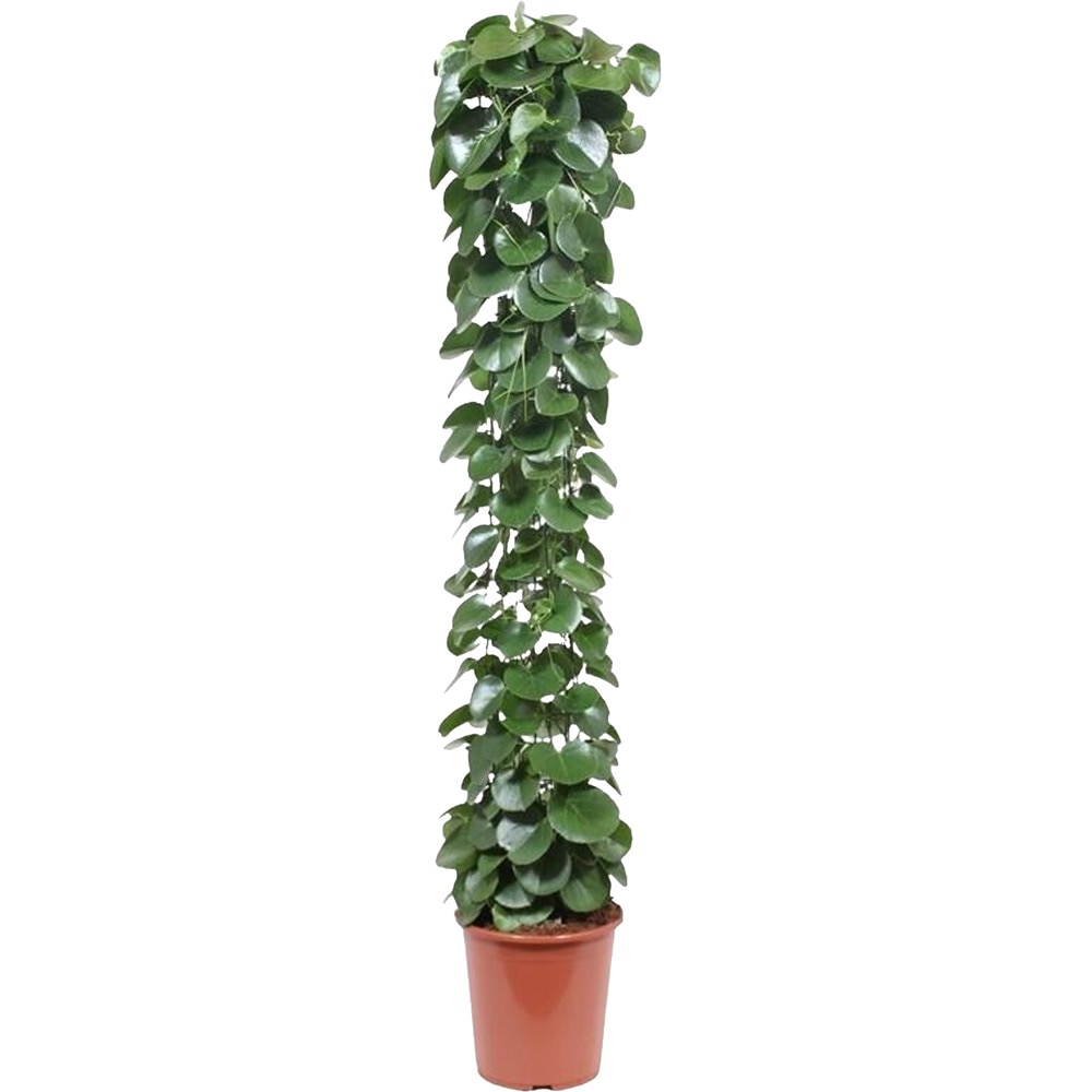 Planta Scandens Brasil Moss Pole, D27 cm, H150 cm