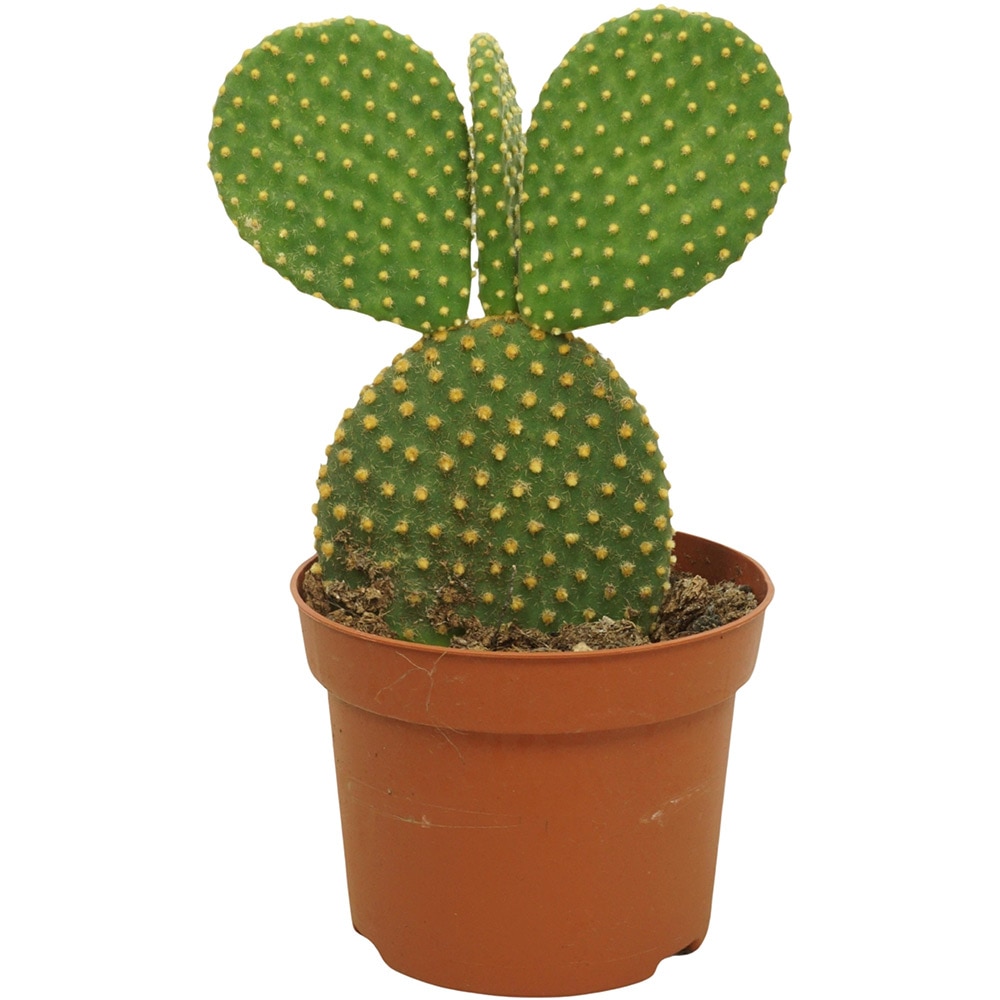 Planta Opuntia Rubescens Consolea, D12 cm, H40 cm