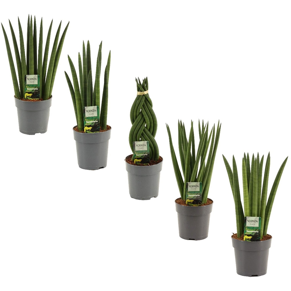 Planta Sansevieria Cylindrica Mix, D12 cm, H35 cm