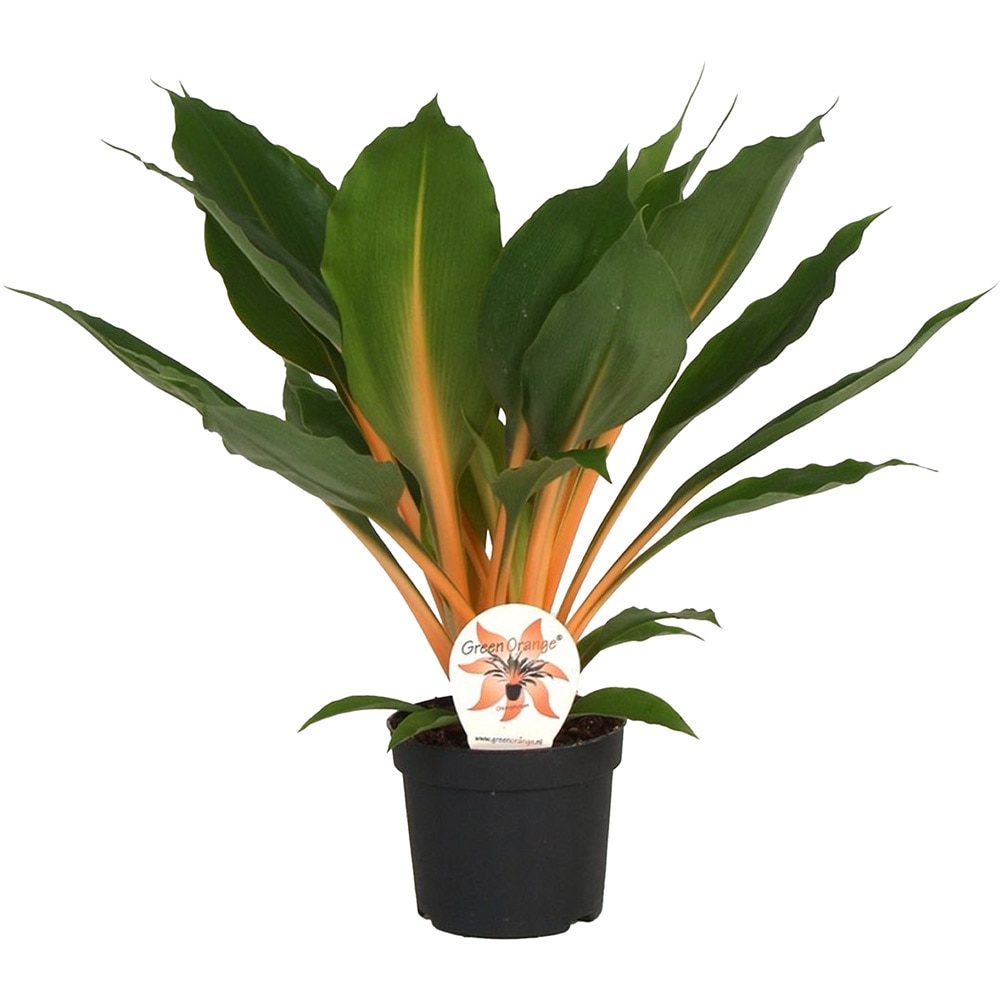 Planta Paianjen Chlorophytum, D12 cm, H35 cm, portocaliu