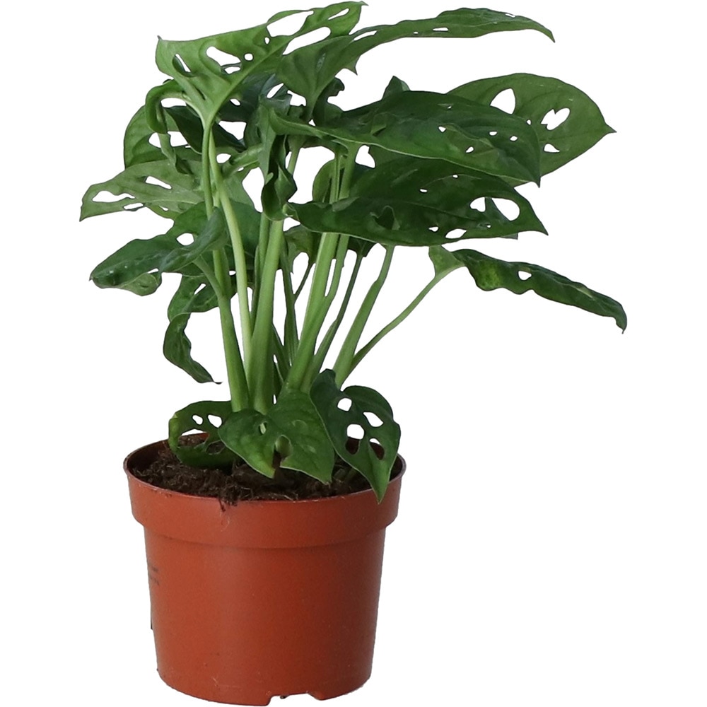Planta Monstera, D12 cm, H30 cm