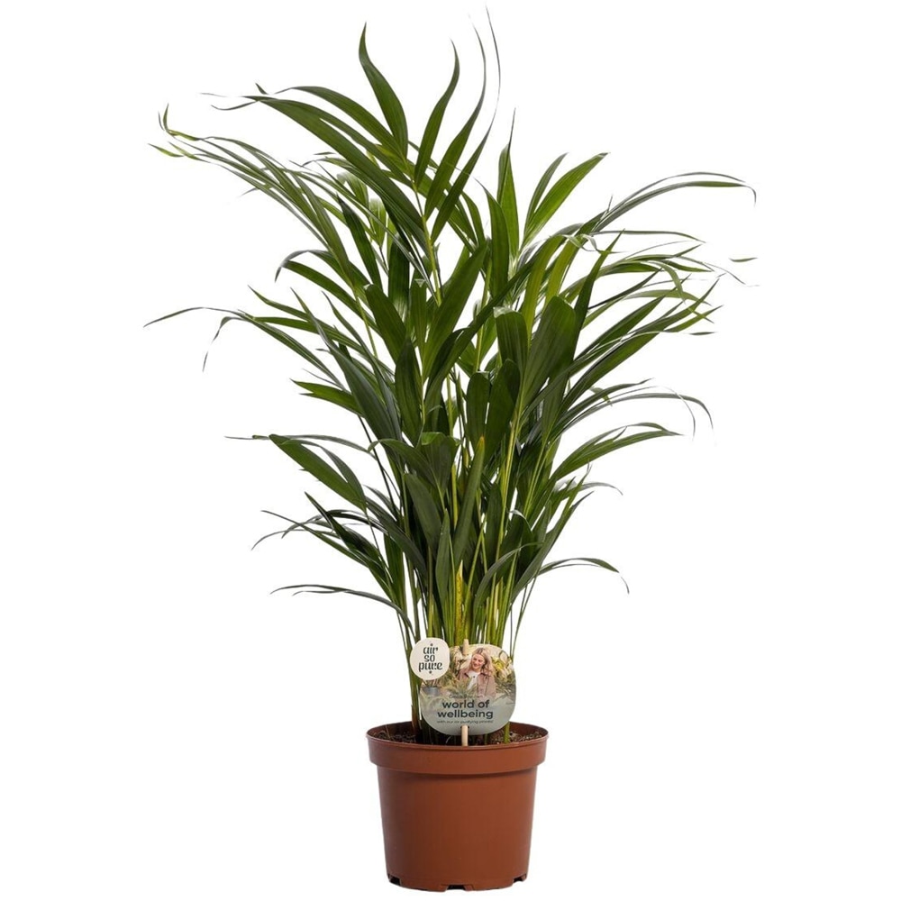 Planta Butterfly Palm, 17 cm