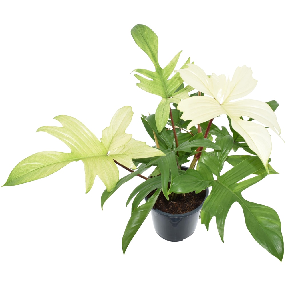 Planta Philodendron Florida, D19 cm, H70 cm