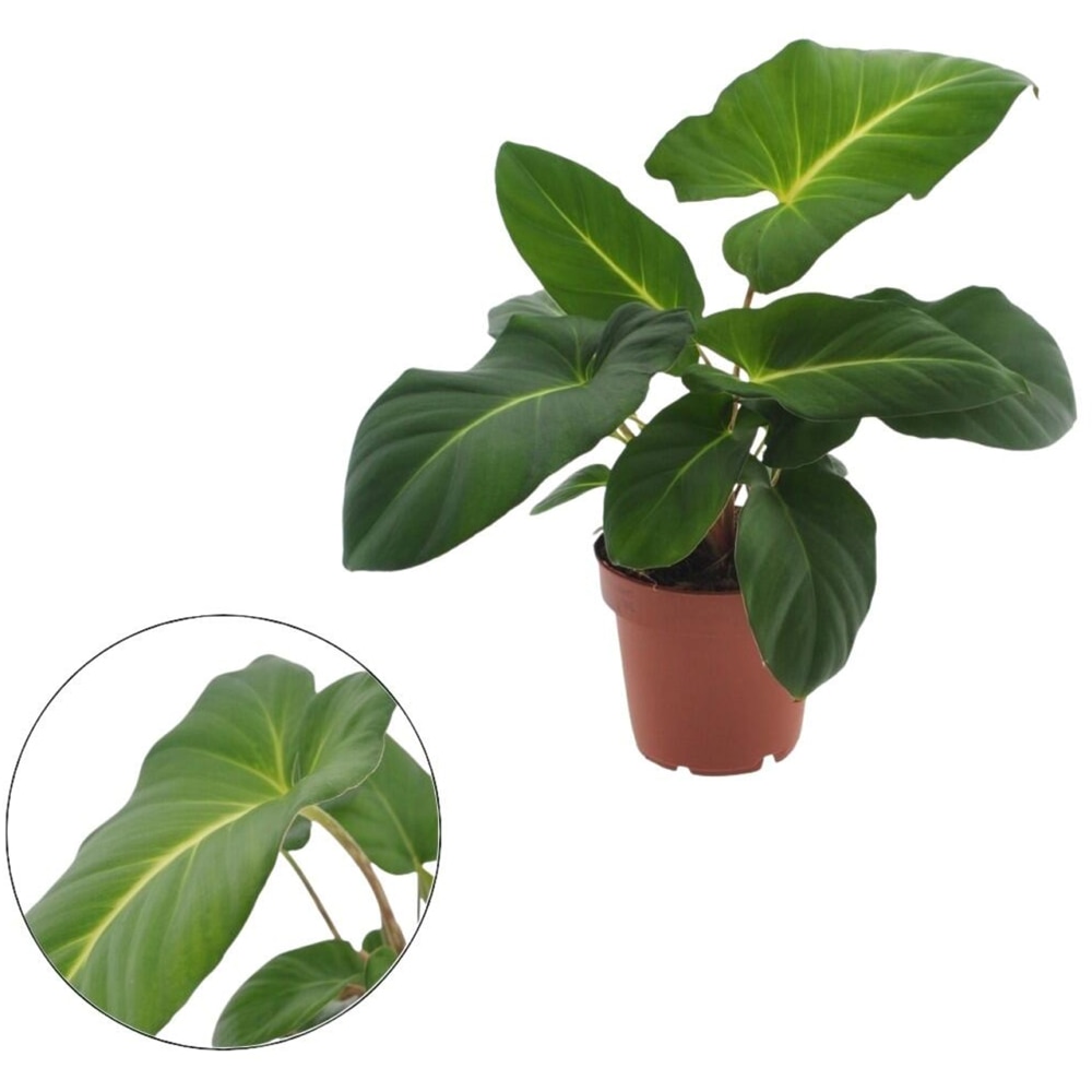 Planta Adelonema Crinipes, D12 cm, H20 cm