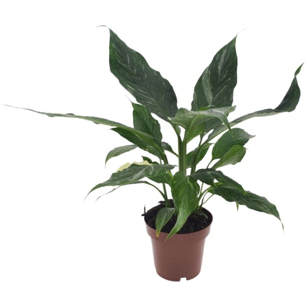 Planta Crinul Pacii Variegat, D12 cm, H35 cm