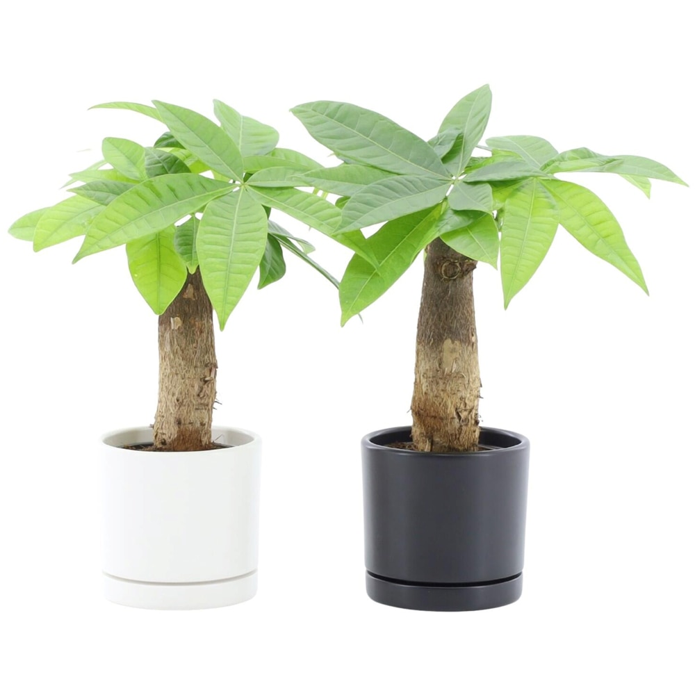 Planta Pachira, D10.5 cm, H30 cm, ghivei ceramic