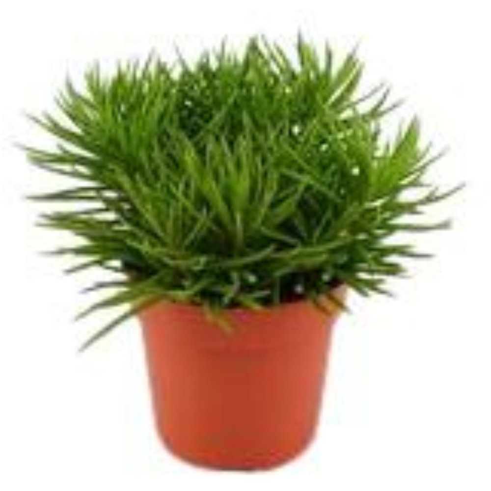 Planta Pickle Plant, D10.5 cm, H15 cm