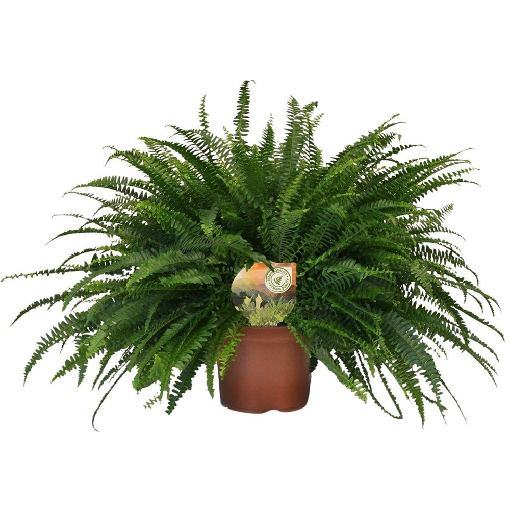 Planta Nephrolepis Green Lady, D19 cm, H60 cm