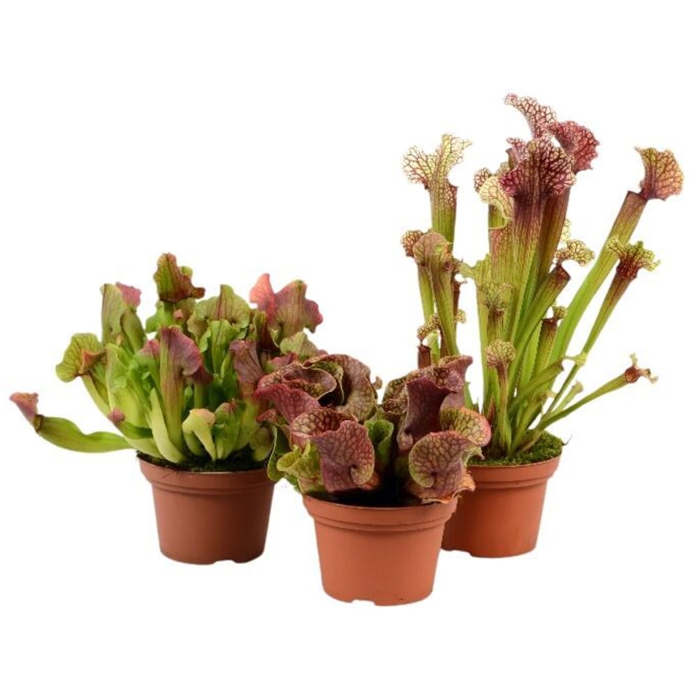 Planta carnivora Sarracenia, D12 cm, H15 cm