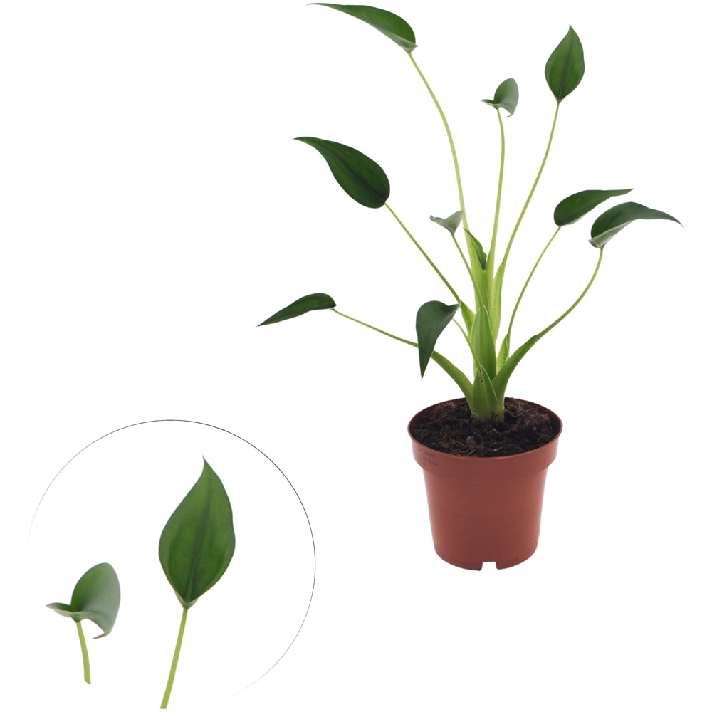 Planta Alocasia Tiny Dancer, D12 cm, H35 cm