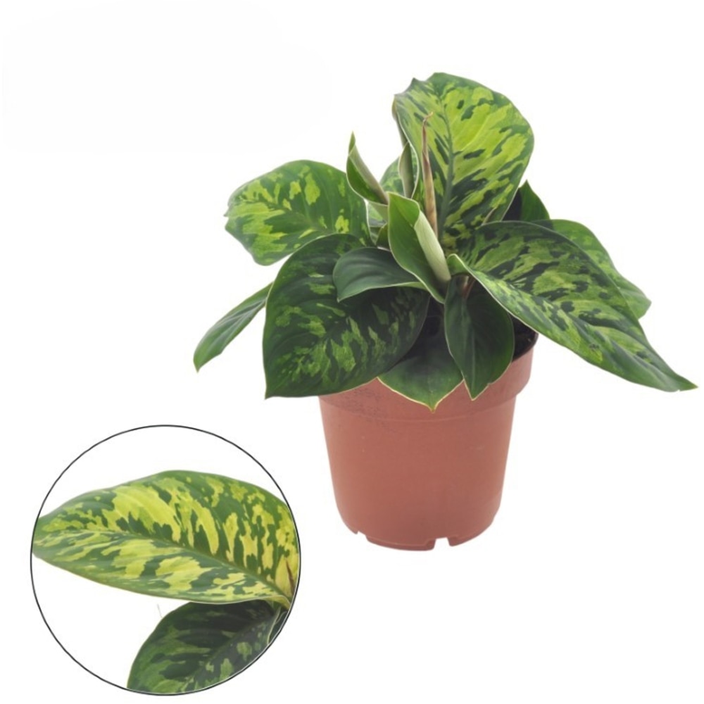 Planta Homalomena camuflaj, D12 cm, H25 cm