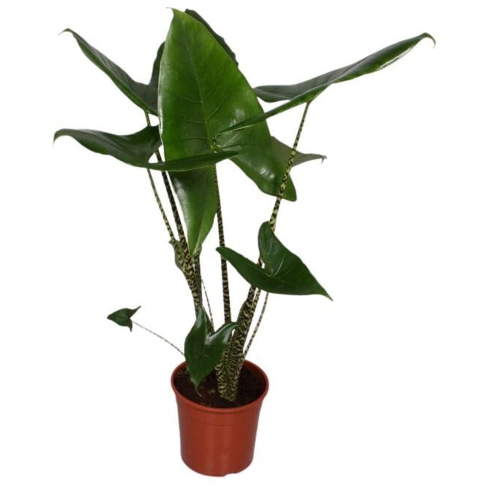 Alocasia Black Cobra, H 60 cm