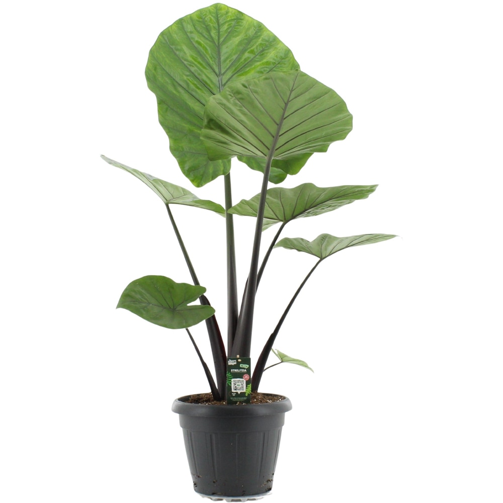 Alocasia Dark Star, H 145 cm