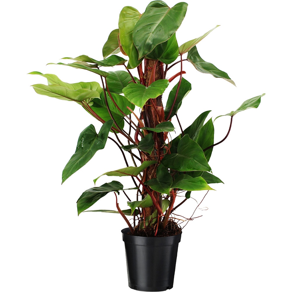 Planta Philodendron, D24 cm, rosu