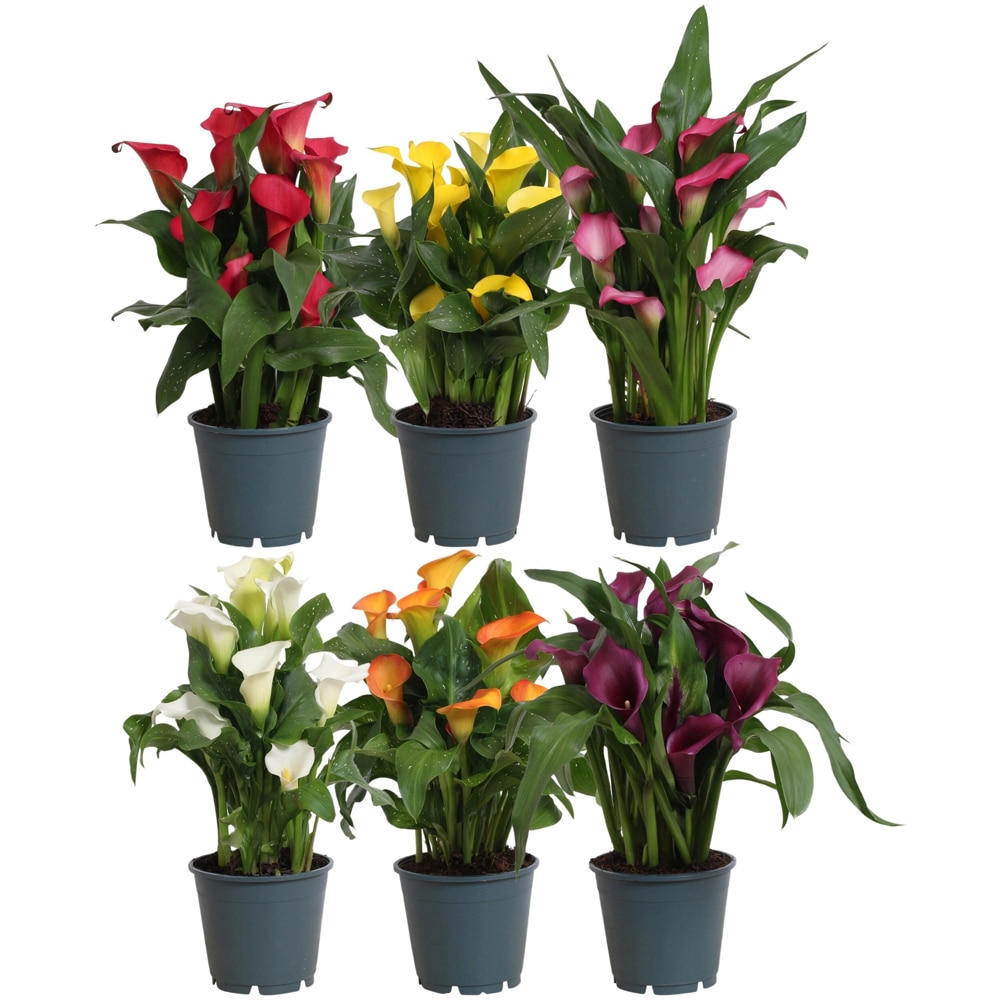 Mix Calla, ghiveci ceramic, H 35 cm