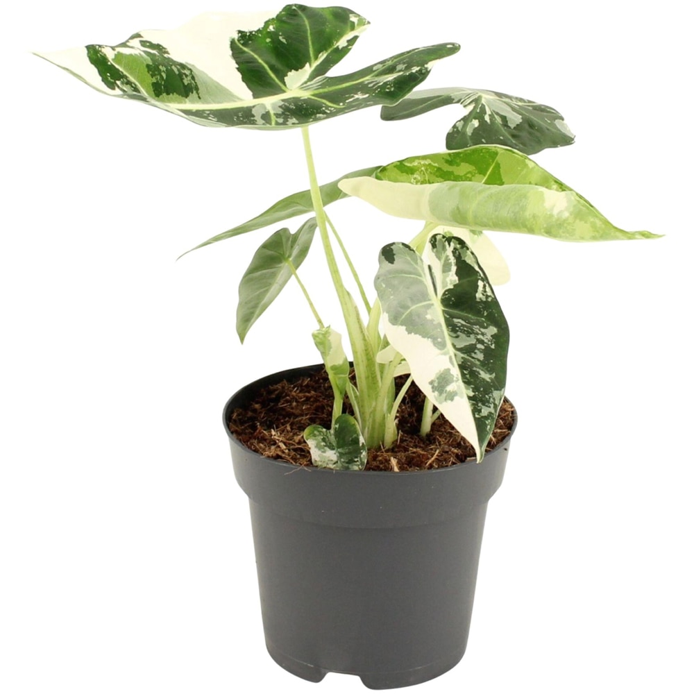 Alocasia Frydek, H 40 cm