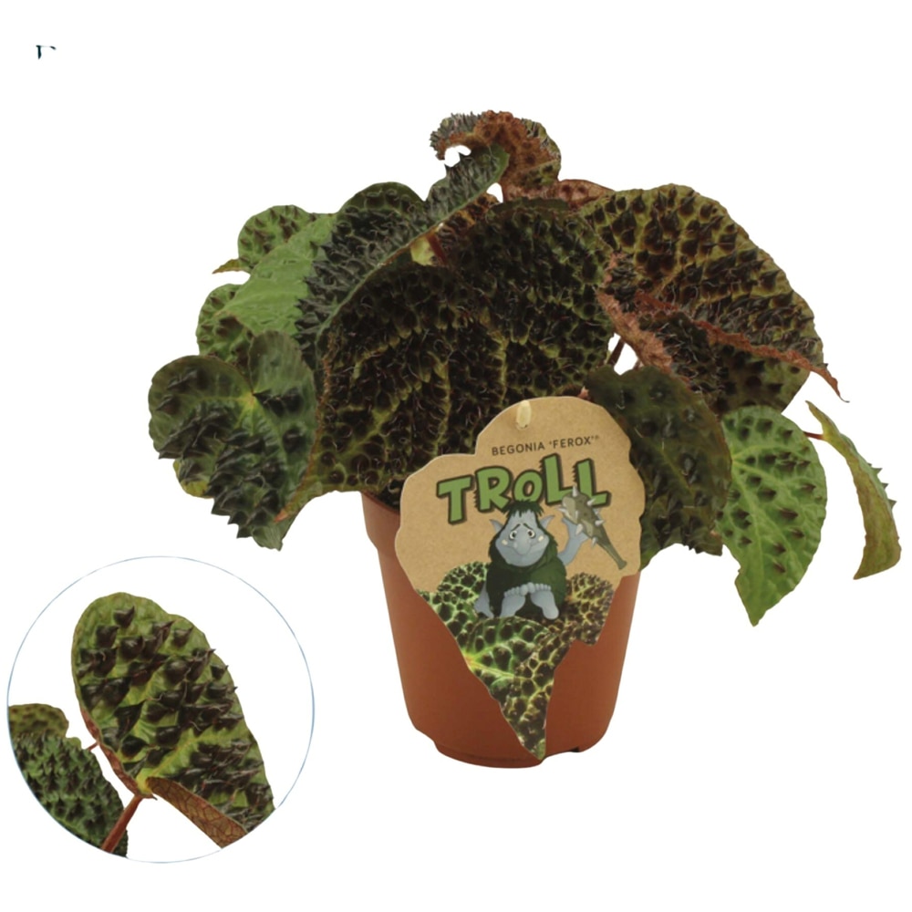 Plantat Troll, D10.5 cm, H25 cm