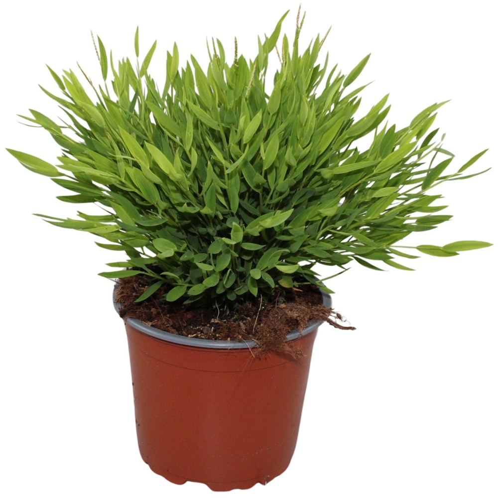 Planta Ornamentala Pogonatherum Monica, D12 cm, H25 cm