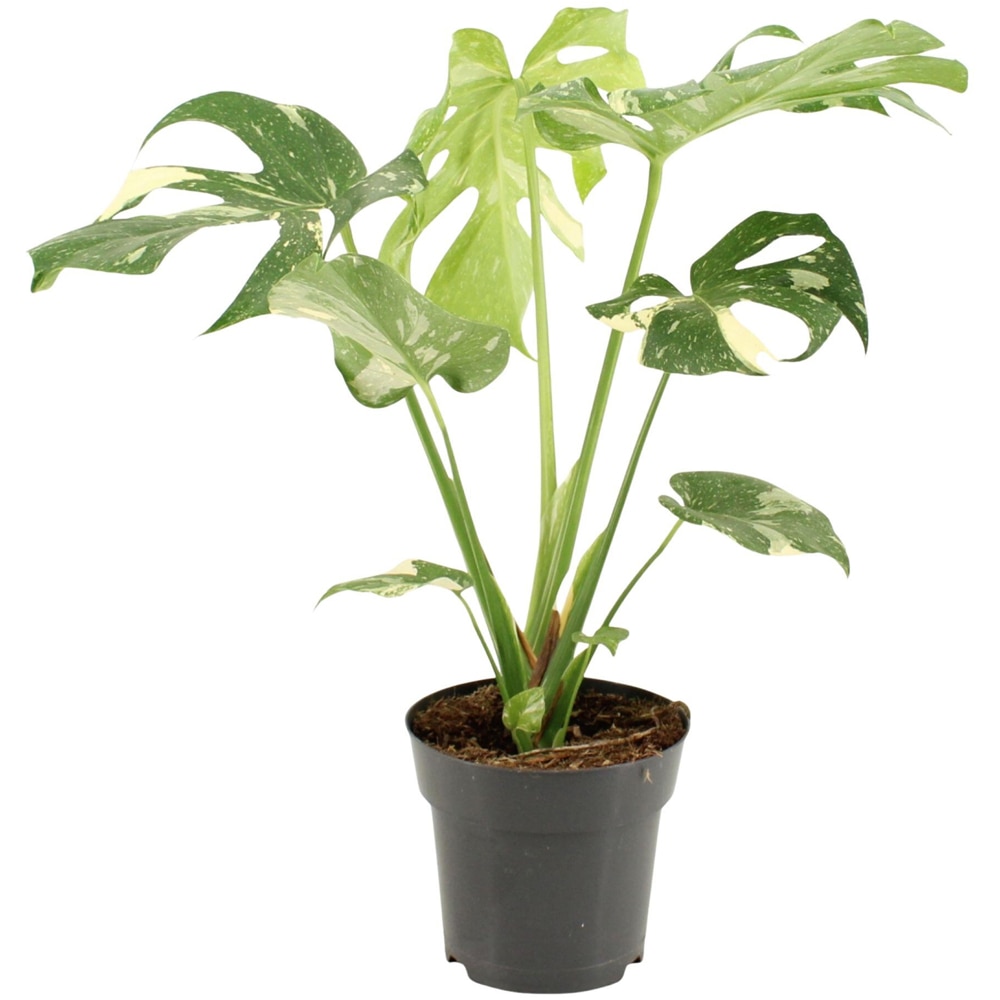 Monstera Thai Constellation, H 60 cm