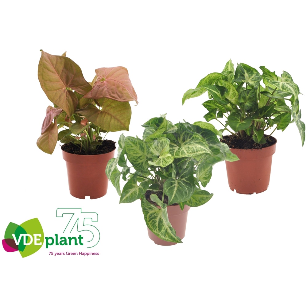 Planta Syngonium mix, D12 cm, H30 cm