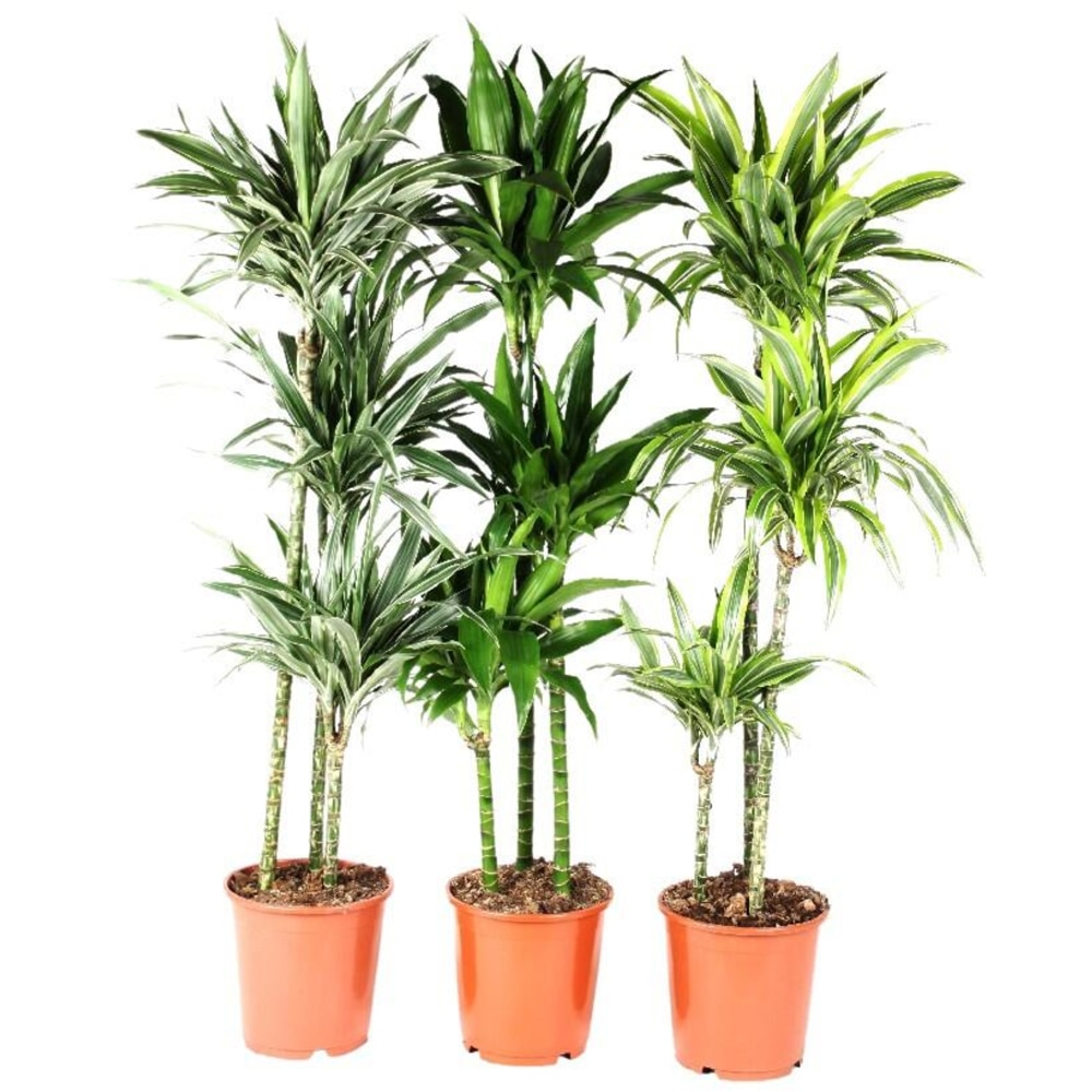 Mix Dracaena Fragrans, H 130 cm