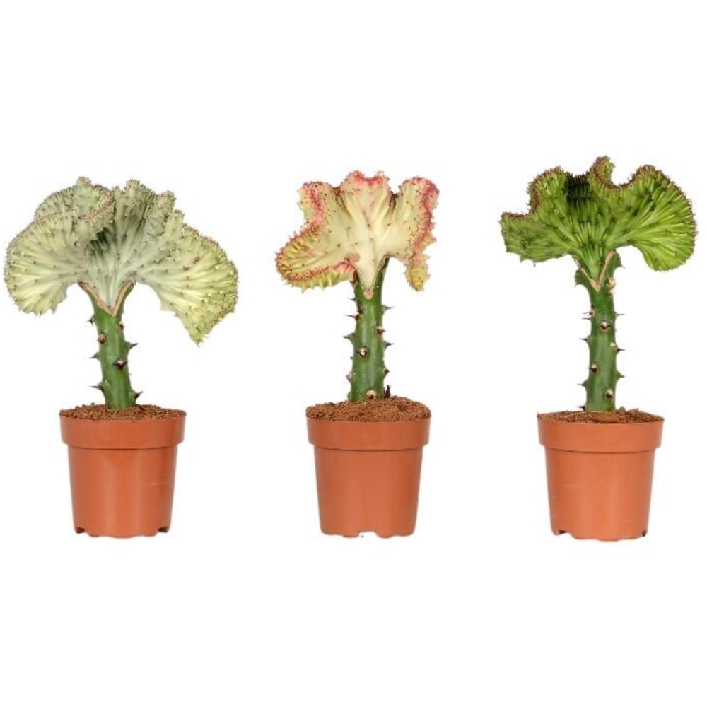 Mix Lactea Cristata, H 25 cm