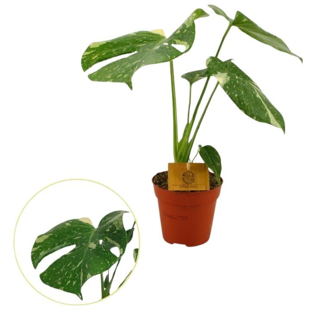 Planta Monstera Thai Constellation, D12 cm, H35 cm