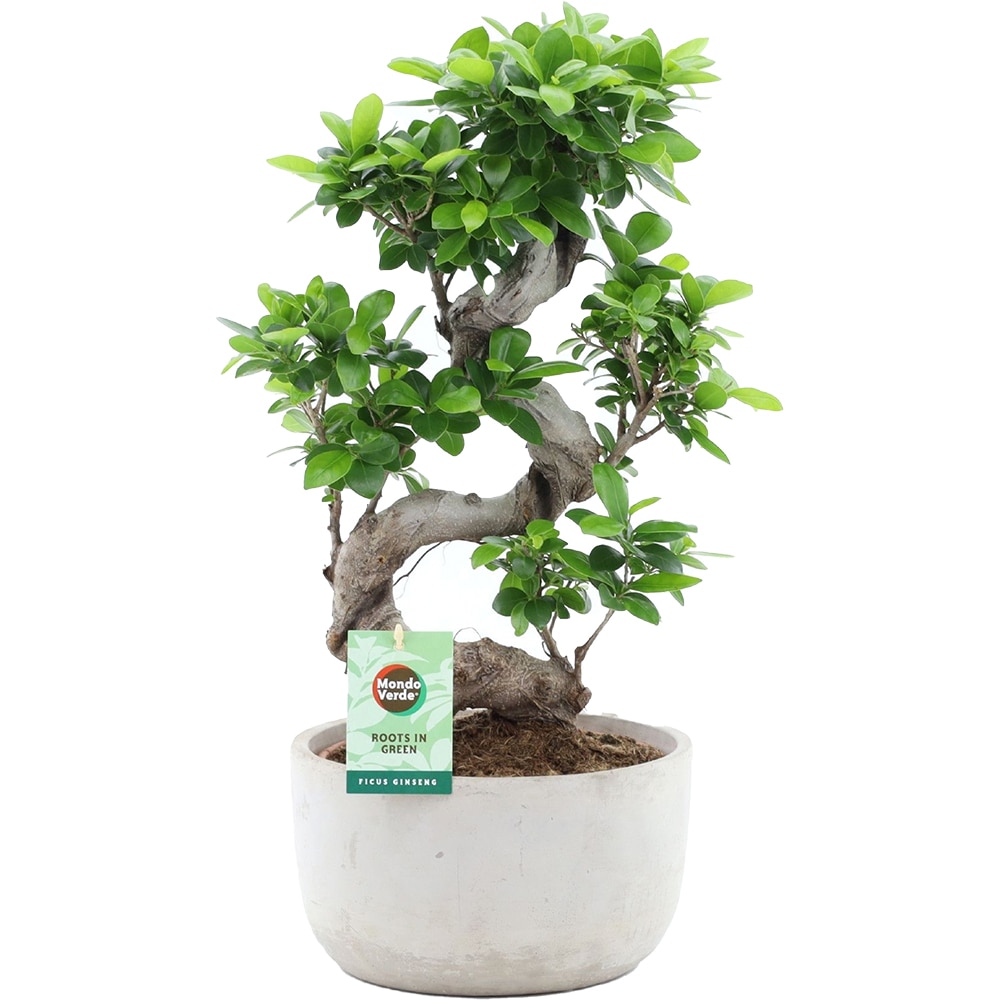 Ficus Ginseng, ghiveci ceramic, H 55 cm