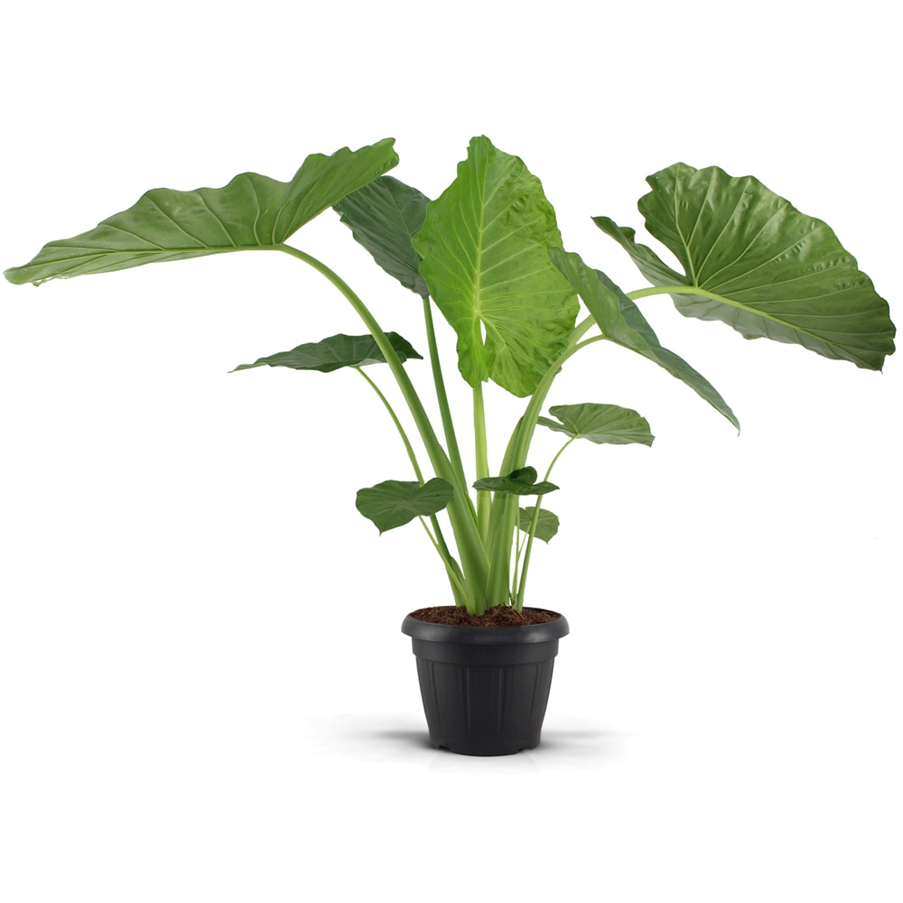 Alocasia Macrorrhiza, H 145 cm
