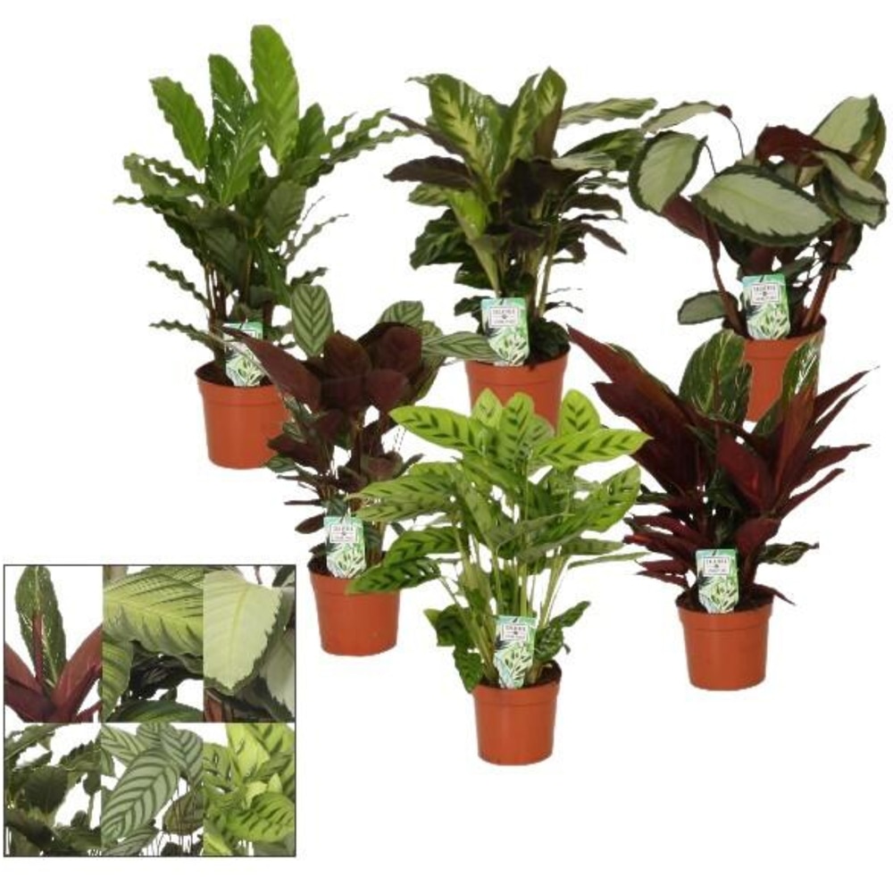 Planta Calathea Mix, D12 cm, H35 cm