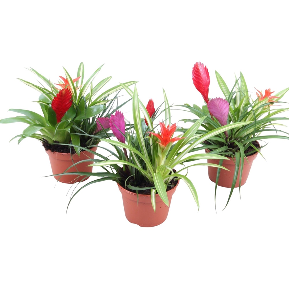 Mix Bromelia, H 30 cm