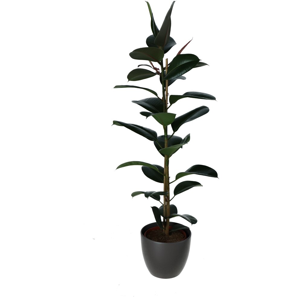 Ficus cauciucat, H 130 cm