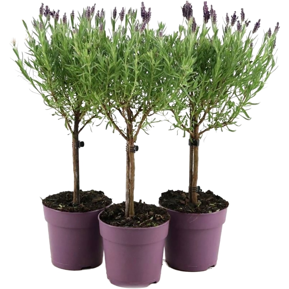 Lavandula  Anouk On Stem, D 12 cm, H 48 cm