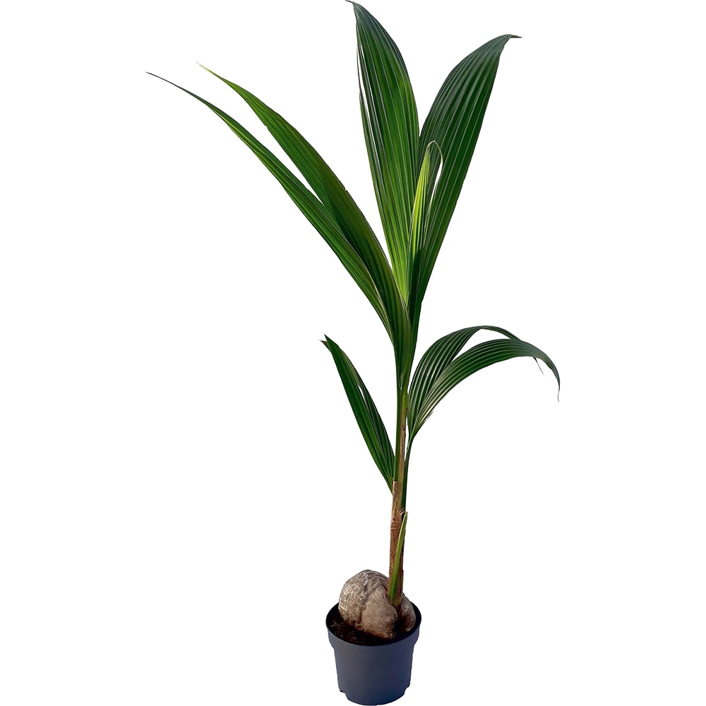 Cocos Nucifera, D 19 cm, H 120 cm