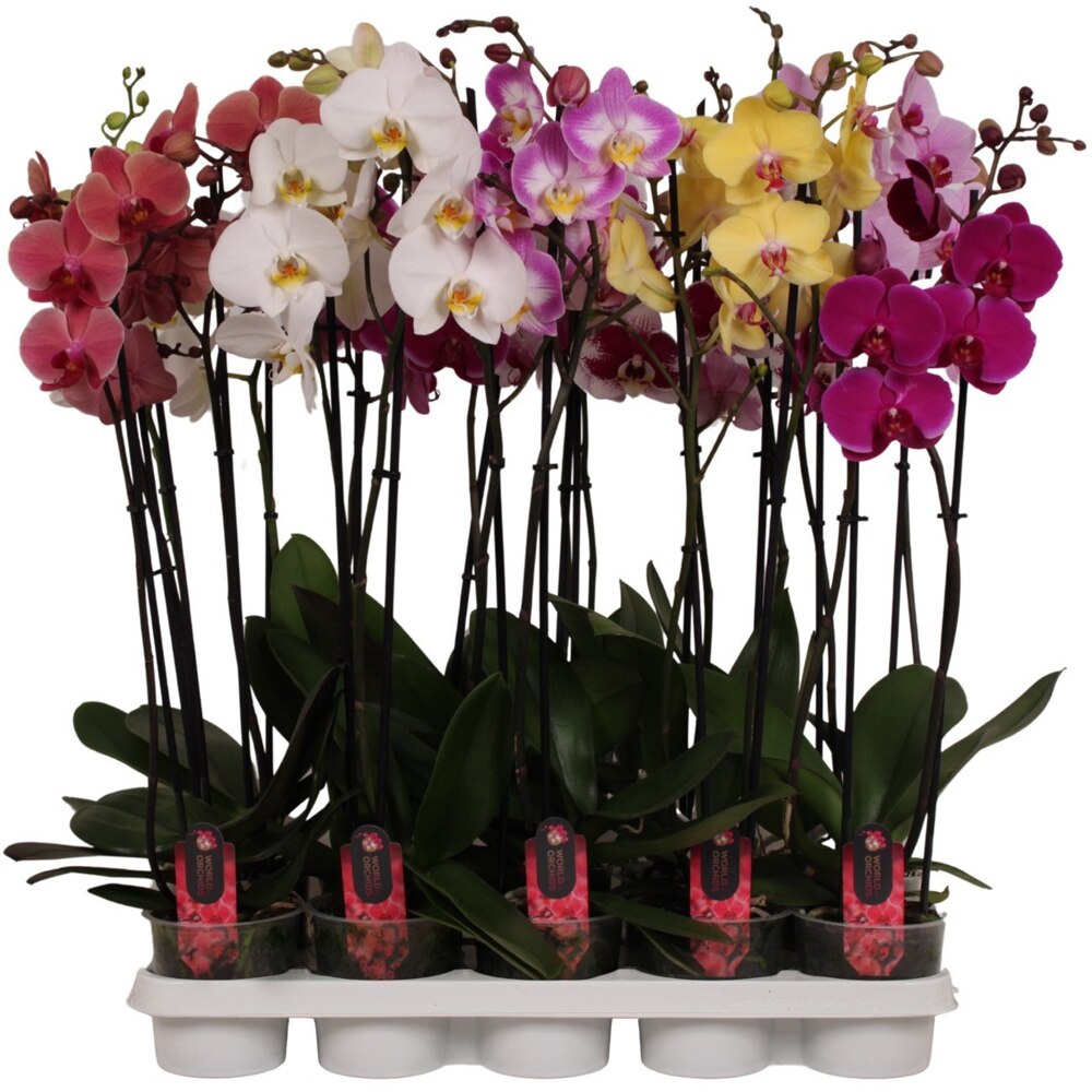 Orhidee Phalaenopsis 2 Stem, D 12 cm, H 50-70 cm