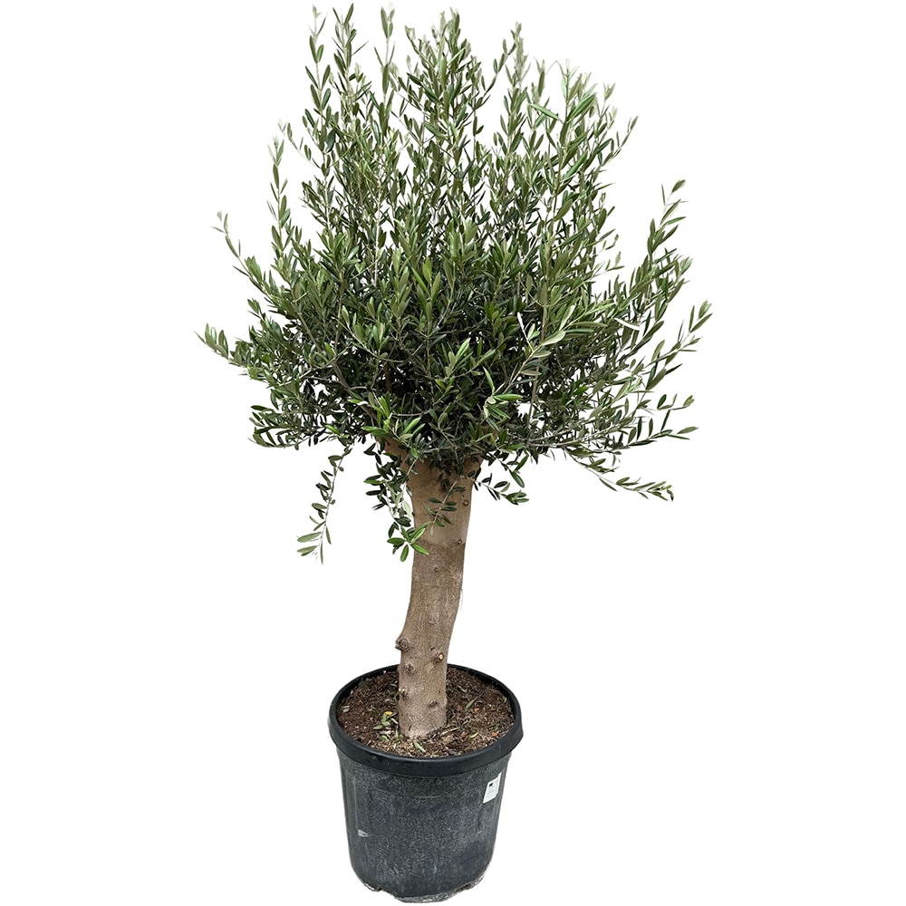 Olea Europaea, D 45 cm, H 165 cm