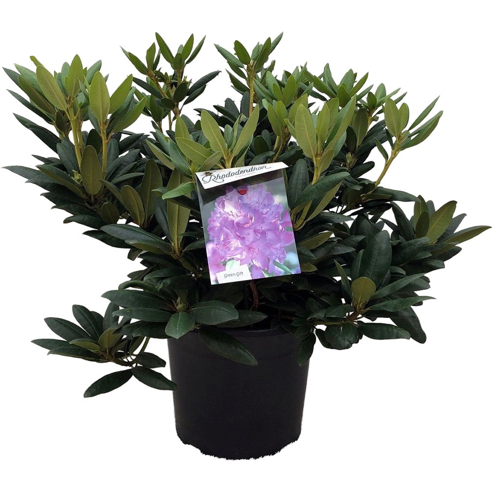 Rhododendron, D 37 cm, H 70 cm