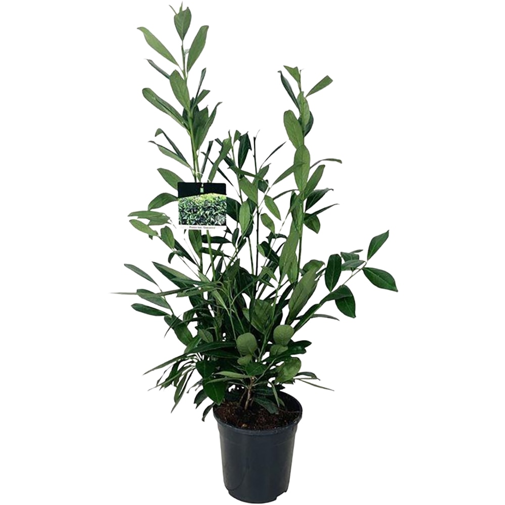 Prunus Laurocerasus Caucasica, D 21 cm, H 80 cm