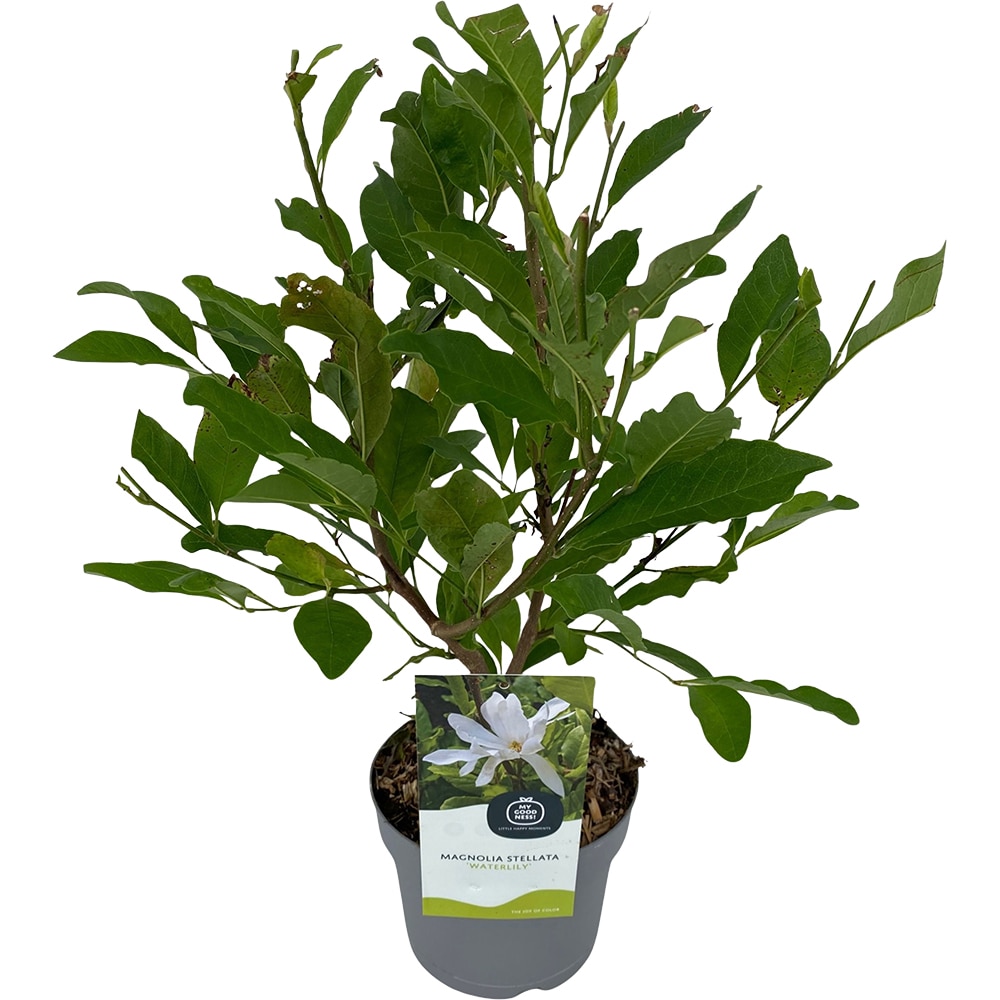 Magnolia, D 17 cm, H 50 cm