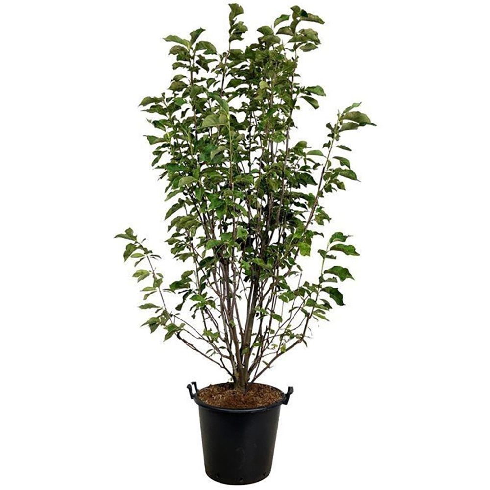 Magnolia Heaven Scent, D 50 cm, H 240 cm