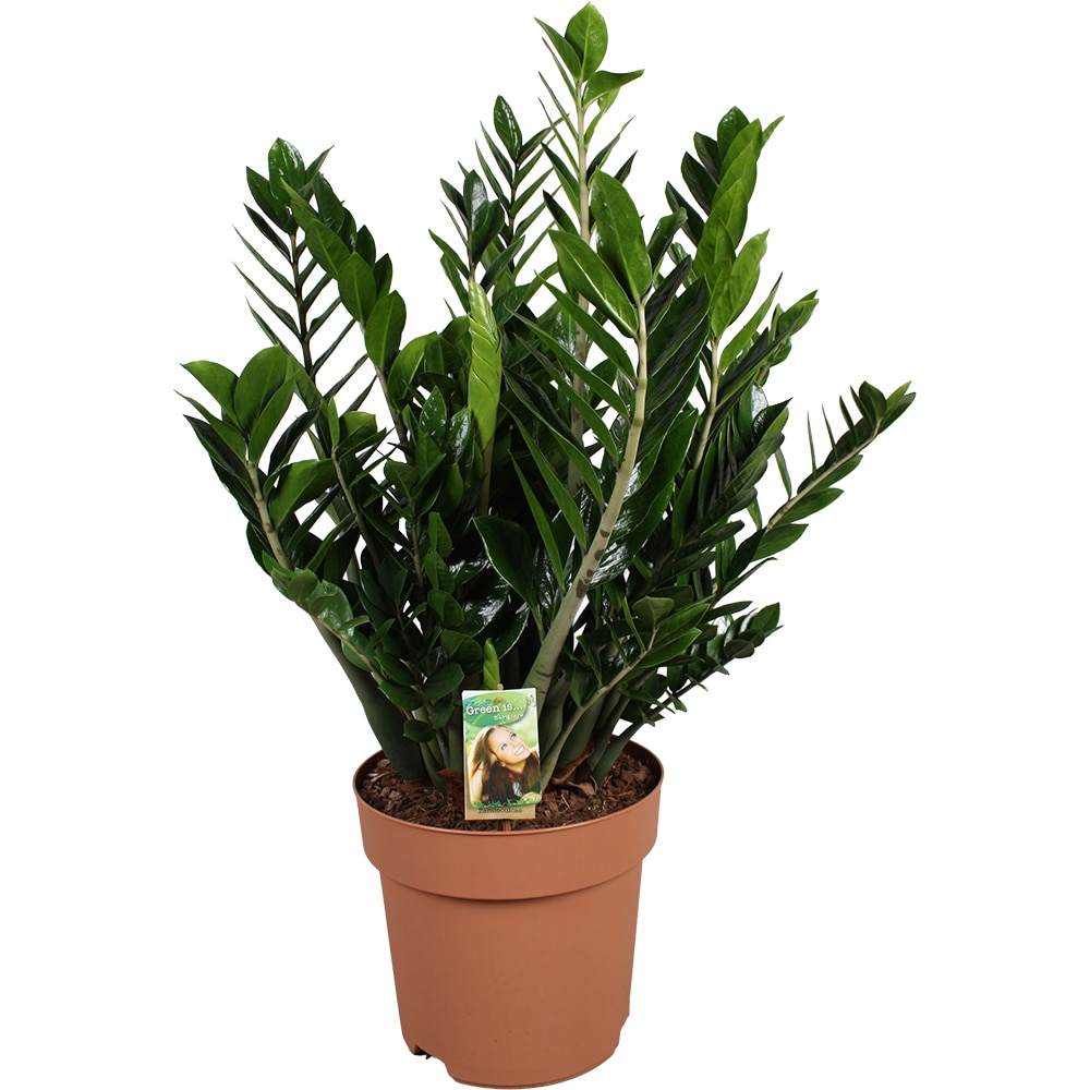 Zamioculcas Zamiifolia, D 30 cm, H 80 cm