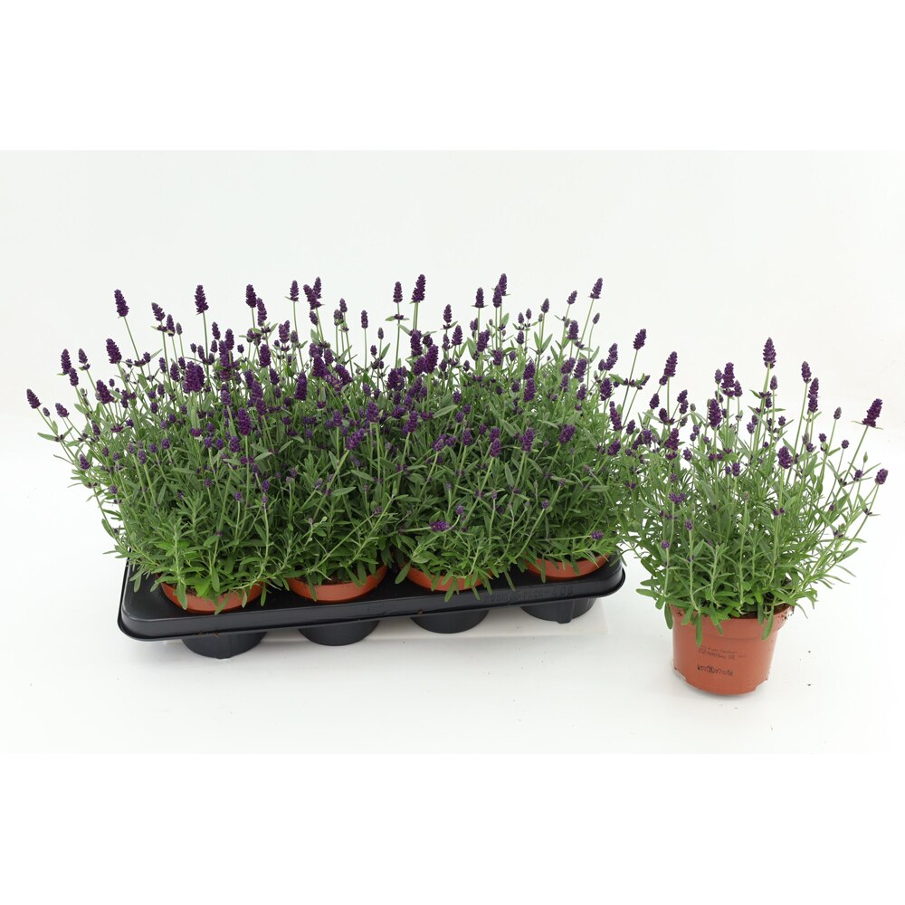 Lavanda Hidcote, H 25 cm