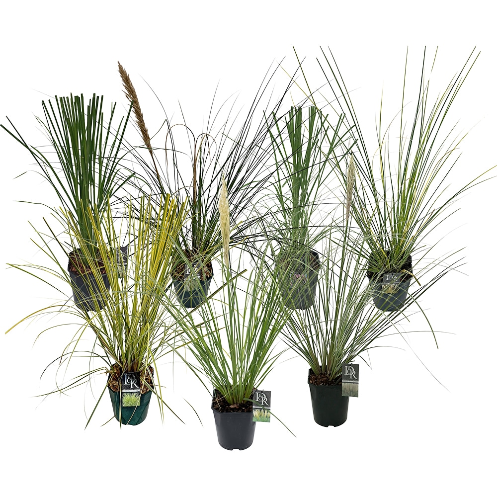 Mix Cortaderia Iarba de Pampas, D 23 cm, H 70 cm