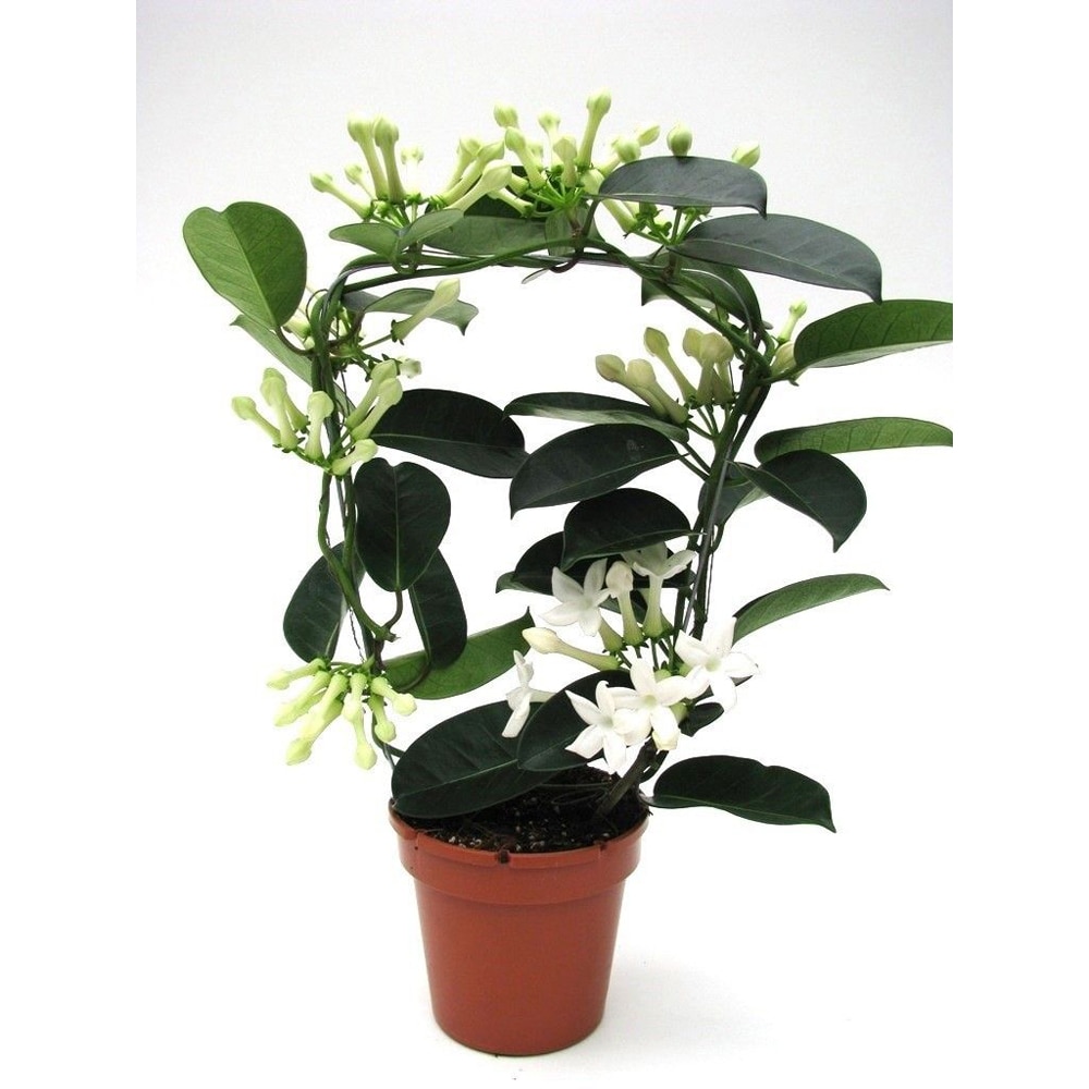 Iasomie de Madagascar (Stephanotis floribunda Fleur Parfum), H 45 cm