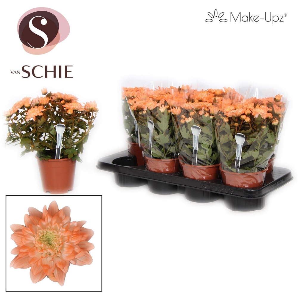 Crizantema (Chrysanthemum Grandezza Make-Upz), H 25 cm
