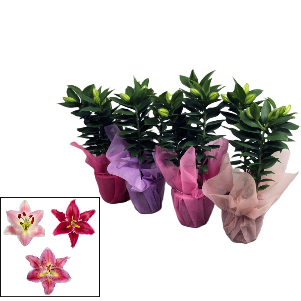 Crin (Lilium), H 35 cm