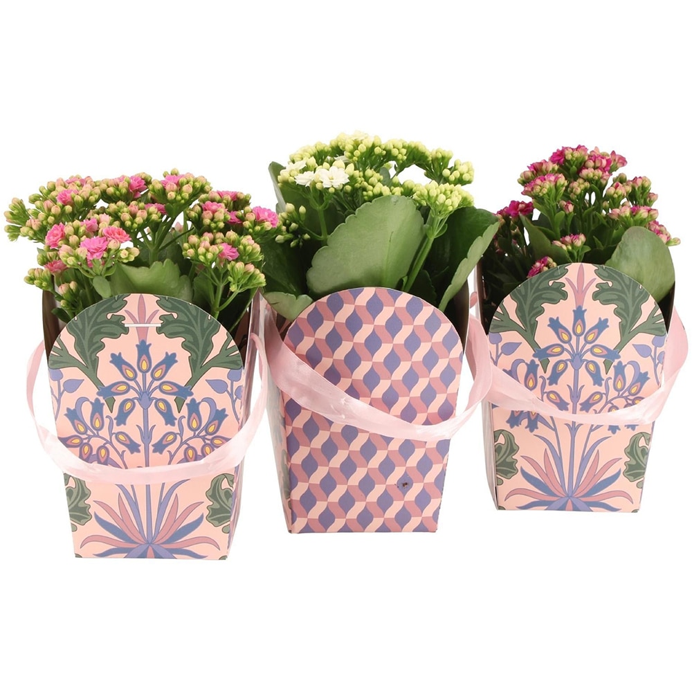 Kalanchoe in ambalaj cadou, D12 cm, H27 cm